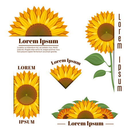Sun flower: Sonnenblumen-Banner und Vektor gelb Sonnenblumen Etiketten mit Text. Floral Emblem mit Sonnenblume, Abzeichen mit gelben Blume Sonnenblume Illustration Illustration