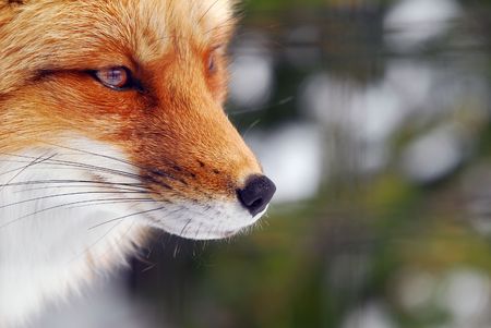野生の赤狐のクローズ アップ写真の写真素材・画像素材 Image