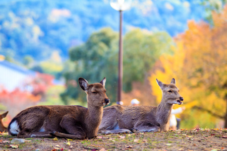 Deer near Todaiji temple in Nara, Japan for adv or others purpose use