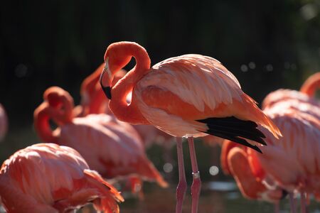 単一のフラミンゴがクローズアップ。世界の美しい鳥。の写真素材
