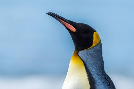 Close-up of king penguin with sea behind