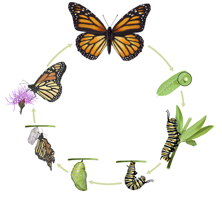 butterfly: minh họa kỹ thuật số của một chu kỳ bướm chúa cuộc sống Kho ảnh