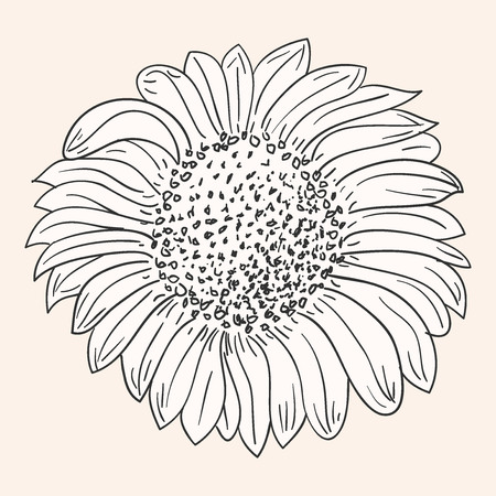 sunflower drawing royalty free cliparts vectors and stock