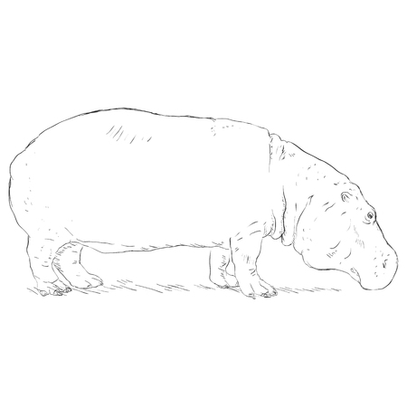 白い背景に分離したカバの黒いシルエットのベクター イラストです ベヒーモスは 側のプロフィールです のイラスト素材 ベクタ Image 白い背景に分離したカバの黒いシルエットのベクター イラストです ベヒーモスは 側のプロフィールです のイラスト素材 ベクタ Image