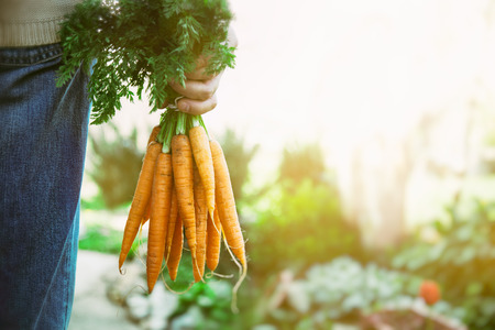 a carrot: rau hữu cơ. Thực phẩm lành mạnh. cà rốt hữu cơ tươi trong nông dân tay Kho ảnh
