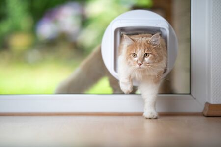 285 Cat Flap Stock Photos And Images 123rf