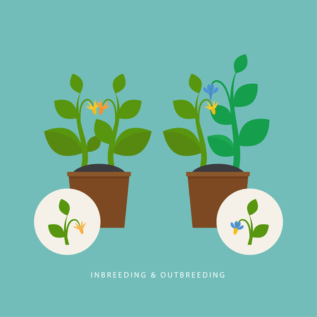 Inbreeding and outbreeding. Vector scene which show crossing of different types of plant. Flat style. Perfect for agricultural or scientific brochures, infographic, other materials.