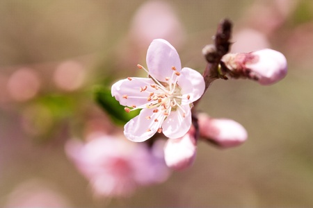 Peach flower: Spring blooming tree