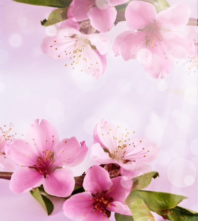 Peach flower: Mùa xuân cây nở