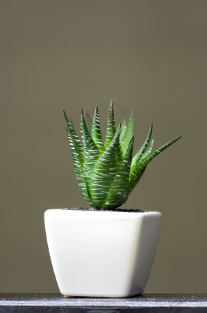 Aloe Vera. In Small White Pots. Using The Interior. Stock Photo ... Aloe Vera. In Small White Pots. Using The Interior. Stock Photo ...