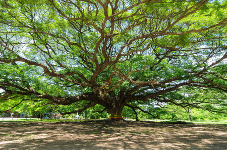 Big tree, hundreds years old, is amazing, a beautiful nature, kanchanaburi thailand. Stock Photo