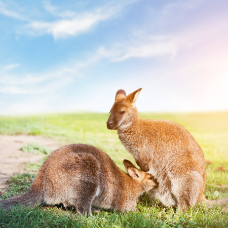 Kangaroo feeding, suckling. Grassy field on sunny day. Australia