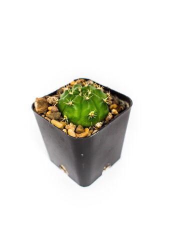 ポットのねじれたサボテンハイアングルシュート の写真素材 画像素材 Image ポットのねじれたサボテンハイアングルシュート の写真素材 画像素材 Image