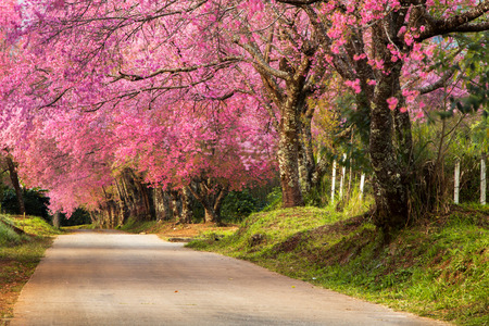Pink cherry blossom in the morning