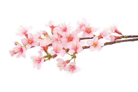 Cherry Blossom Stock Photos And Images 123rf
