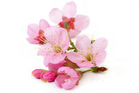 sakura flowers isolated white backgrond Фото со стока