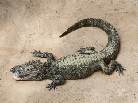 a baby crocodile stock photo picture and royalty free image image
