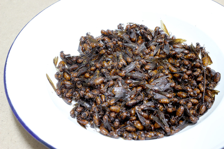 Resultado de imagen de hormigas comida