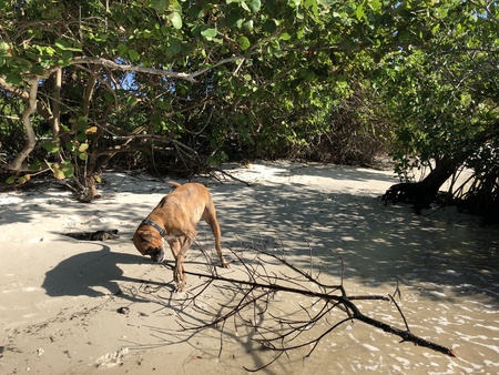 ボクサー犬は マングローブの近くの海でスティックをフェッチします の写真素材 画像素材 Image