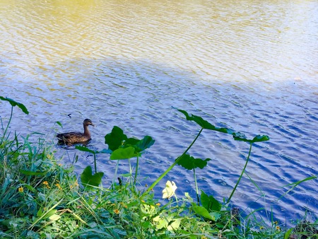 duck swimming in a pond with water lilies on the shore