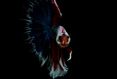 美しいベタの魚 黒い背景にカラフルなシャムトウギョ の写真素材 画像素材 Image 美しいベタの魚 黒い背景にカラフルなシャムトウギョ の写真素材 画像素材 Image