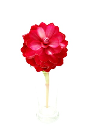 赤い生姜花ジンジャー植物の成長 の写真素材 画像素材 Image