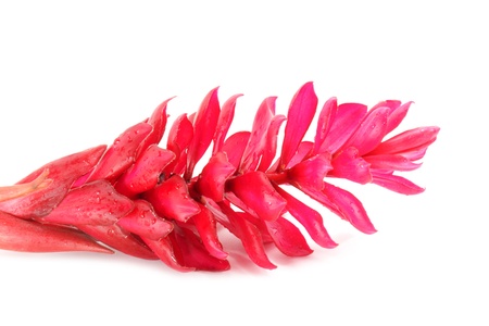 赤い生姜花ジンジャー植物の成長 の写真素材 画像素材 Image