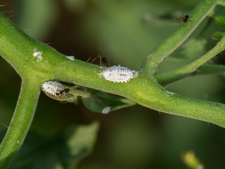 white aphids
