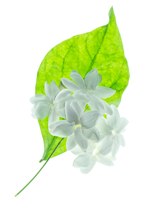 Close up of white jasmine flower isolate on white background.