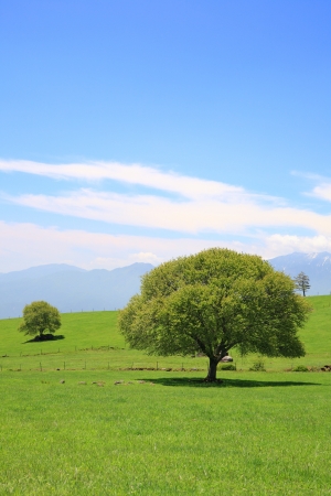 山梨県初夏の草原の緑の木 の写真素材 画像素材 Image
