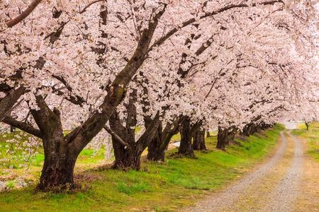 Cherry blossoms bloom path, Japan Фото со стока