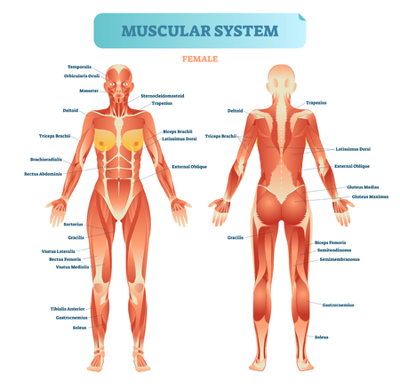23 850 Anatomie Frau Vektorgrafiken Cliparts Und Illustrationen Kaufen 123rf