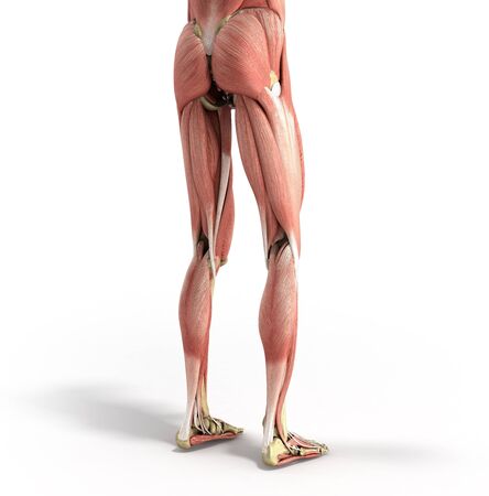 ホワイトの脚の筋肉の 3 D のレンダリングの正確な医療のイラスト の写真素材 画像素材 Image