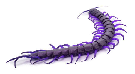 白い背景の上の 1 つの黒いムカデのクローズ アップ の写真素材 画像素材 Image 白い背景の上の 1 つの黒いムカデのクローズ アップ の写真素材 画像素材 Image