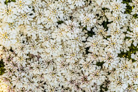 イベリスの白い花多年生キャンディタフトの自然な植物の背景 の写真素材 画像素材 Image イベリスの白い花多年生キャンディタフトの自然な植物の背景 の写真素材 画像素材 Image
