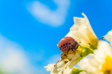 コロラドジャガイモカブトムシの赤い幼虫は白いジャガイモの花を食べます 庭の昆虫害虫クローズアップ 野菜スタブ 選択的な焦点を持つ明るい自然なガーデニングの背景 の写真素材 画像素材 Image コロラドジャガイモカブトムシの赤い幼虫は白いジャガイモの花を食べます 庭の昆虫害虫クローズアップ 野菜スタブ 選択的な焦点を持つ明るい自然なガーデニングの背景 の写真素材 画像素材 Image