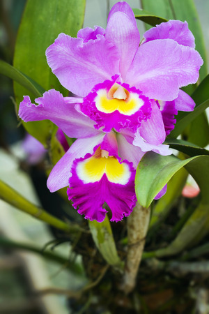 植物園で極楽鳥の花の花のカラフルです の写真素材 画像素材 Image 植物園で極楽鳥の花の花のカラフルです の写真素材 画像素材 Image