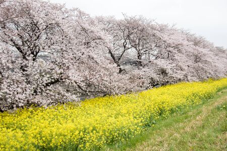 桜トンネルと熊谷荒川緑地公園 熊谷桜堤 として知られている Kumagaya Saitama Japan Also で黄色開花菜の花畑 の写真素材 画像素材 Image