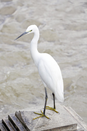 川に立っている白いサギ鳥 (ダイサギ)の写真素材・画像素材