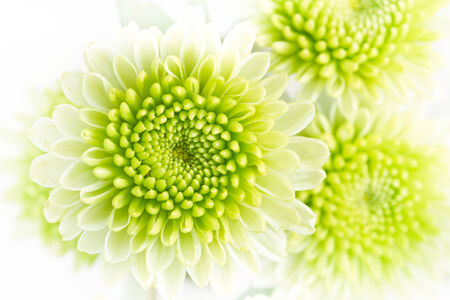 Green chrysanthemum flowers.
