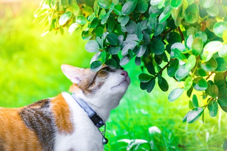 かわいい猫は Lawn Using 壁紙や動物画像の背景の家で遊んでいます の写真素材 画像素材 Image かわいい猫は Lawn Using 壁紙や動物画像の背景の家で遊んでいます の写真素材 画像素材 Image