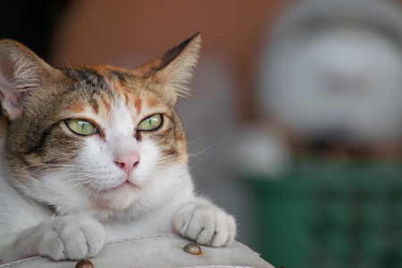 かわいい猫の家のぼやけた背景 壁紙や背景を使用して 動物のイメージのために の写真素材 画像素材 Image