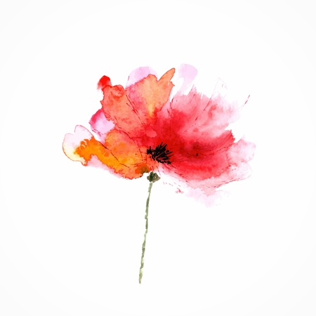 Red flower Poppy Watercolor floral illustration Floral decorative element Vector floral background