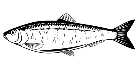 one atlantic herring fish from one side in black and white color royalty free cliparts vectors and stock illustration image 78796214