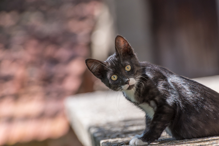 Weiße Katze Mit Schwarzen Und Braunen Flecken Sitzen Am Zaun
