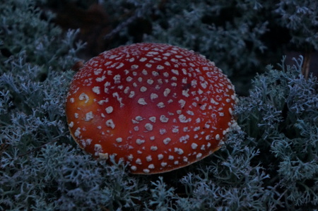 明るいオレンジ色の食用のベニテングタケ茸の白い斑点 の写真素材 画像素材 Image 明るいオレンジ色の食用のベニテングタケ茸の白い斑点 の写真素材 画像素材 Image