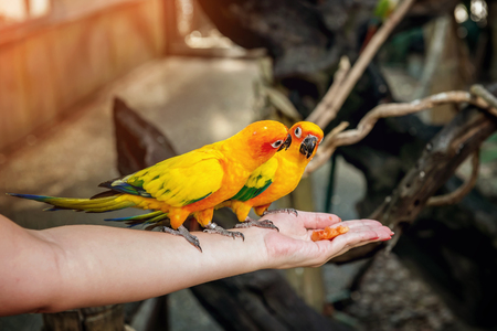 small green and yellow parrot wild in the rainforest sitting stock