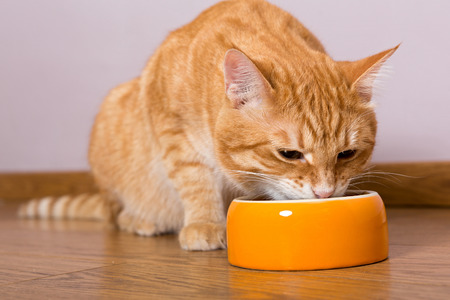 Red cat and bowl of dry food on the wooden floorr