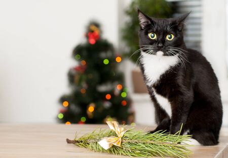 cat on the background of a christmas tree decorated with a close up stock photo - Black Cat Christmas Tree Decoration cat on the background of a christmas tree decorated with a close up stock photo - Black Cat Christmas Tree Decoration