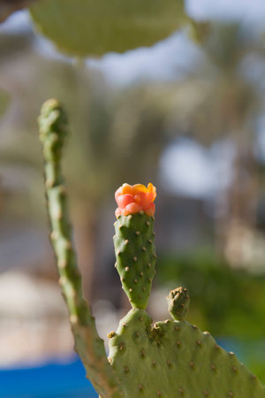 青空を背景にサボテンのウチワ サボテンの花 いばらと小さな赤い花のない木のような の写真素材 画像素材 Image 青空を背景にサボテンのウチワ サボテンの花 いばらと小さな赤い花のない木のような の写真素材 画像素材 Image